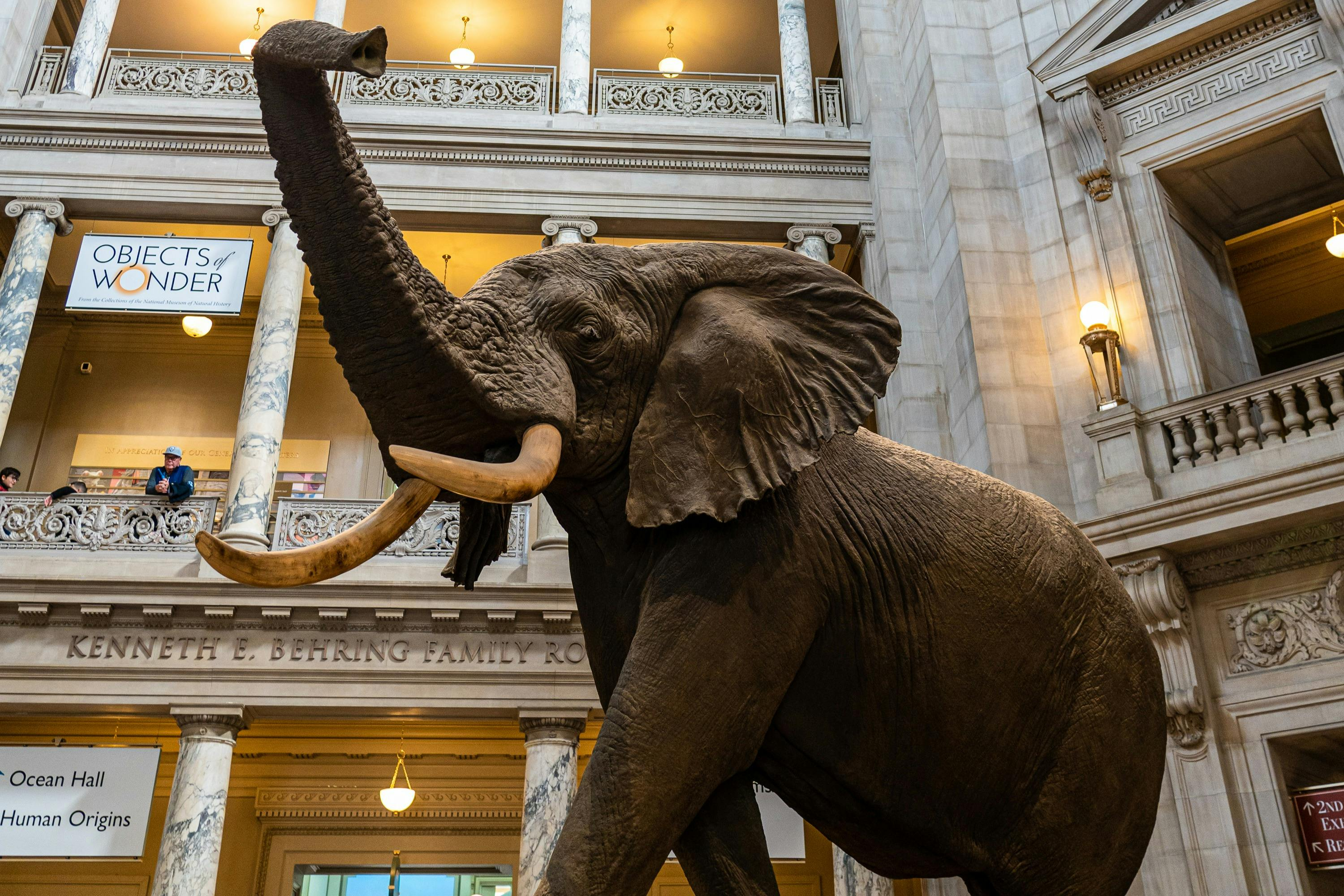 Smithsonian Institution Museums: Guided Walking Tour + Air & Space Timed Entry - Photo 1 of 7